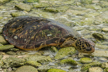Dead green sea turtle (Chelonia mydas) on the shore of the coral atoll Fanning Atoll (Kiribati) on March 09, 2013. Turtles were killed by locals for the wedding festive table.