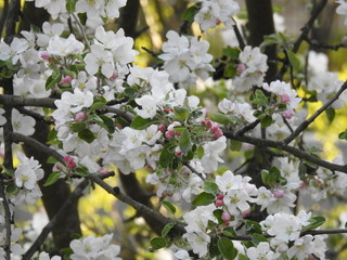 Blütenrausch im Frühling - Apfelblüte