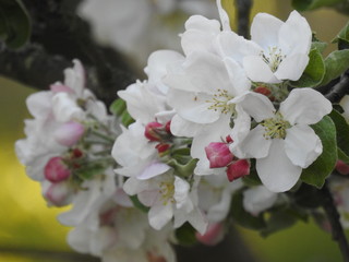Fototapeta premium Es knistert - Apfelblüte