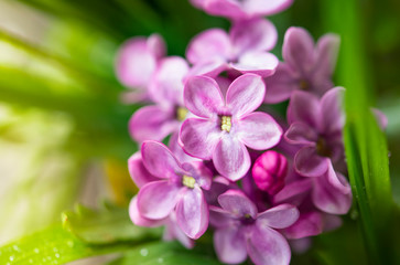 Fototapeta na wymiar Beautiful close-up lilac flowers on the green bokeh background. Spring flowers.
