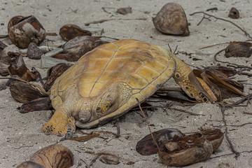 Dead green sea turtle (Chelonia mydas) on the shore of the coral atoll Fanning Atoll (Kiribati) on March 09, 2013. Turtles were killed by locals for the wedding festive table.