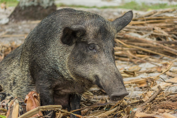 sow feeds four small newborn piglets