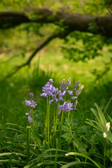 Bluebells in Woodland in Scotland in Springtime