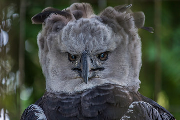 Portrait of Harpy eagle (Harpia harpyja) proudly looking forward - obrazy, fototapety, plakaty