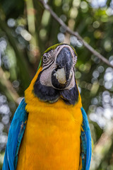 Portrait of blue-and-yellow macaw (Ara ararauna) with bread crumb in its mouth