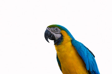 Portrait of a smiling blue-and-yellow macaw (Ara ararauna) sitting on a branch and looking at the side