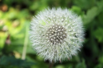dandelion on green