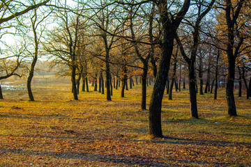 Obraz premium autumn in the forest