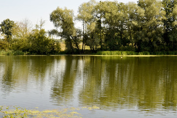 Fototapeta na wymiar Landscape green trees by the lake
