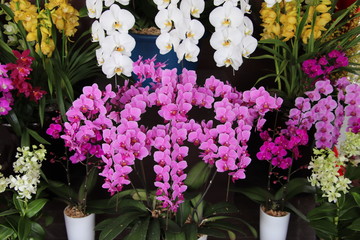Lovely orchids