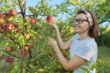 Woman gardener picking crop of red apples from tree in garden