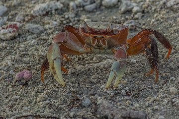 Large land crab (Cardisoma carnifex) looks forward bulging eyes