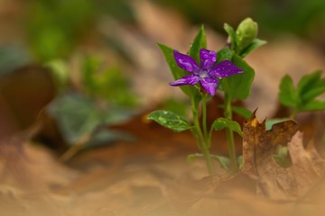 Ein wunerschön lila violett blühendes Kleines Immergrün im Frühling im Wald zwischen alten Blättern mit Regentropfen auf der Blüte, Vinca minor