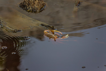 Large land crab (Cardisoma carnifex) sits in a pond and looks around