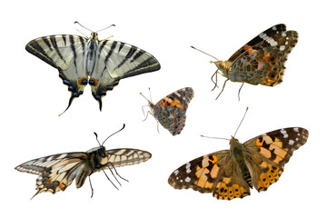 Butterflies