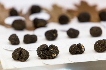 Famous black  truffles , Alba, Piedmont, Italy.