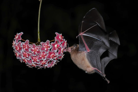 Orange Nectar Bat (Lonchophylla Robusta)