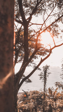 sunset in the forest