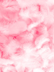 Fototapeta premium Beautiful abstract white and pink feathers on white background and soft white feather texture on pink pattern and pink background, feather background, pink banners
