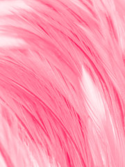 Obraz premium Beautiful abstract white and pink feathers on white background and soft white feather texture on pink pattern and pink background, feather background, pink banners