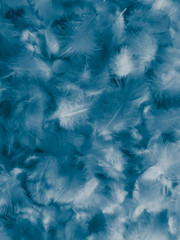 Obraz premium Beautiful abstract colorful white and blue feathers on white background and soft white feather texture on blue pattern and blue background, feather background, blue banners