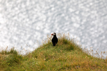 Vik / Iceland - August 15, 2017: Puffins at Dyrholaey promontory, Vik, Iceland, Europe