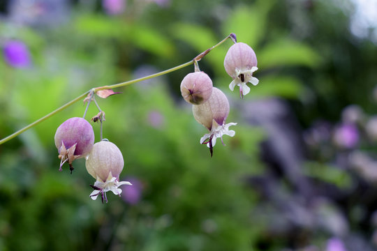 Bladder Campion - silene-vulgaris - blooms in valley of flower 
