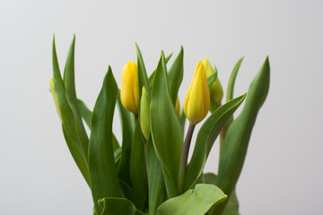 Bukiet żółtych tulipanów, kwiaty