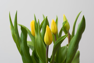 Bukiet żółtych tulipanów