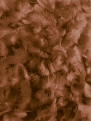 Beautiful abstract white and brown feathers on white background and soft yellow feather texture on white pattern and yellow background, feather background, gold feathers banners