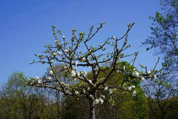 Sonniger Apfelbaum in Blüte an den Karower Teichen in Berlin