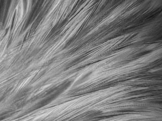 Beautiful abstract white and black feathers on white background and soft white feather texture on white pattern and dark background, gray feather background, black banners