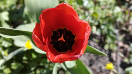 Obraz premium tulpe