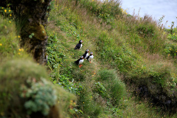 Vik / Iceland - August 15, 2017: Puffins at Dyrholaey promontory, Vik, Iceland, Europe