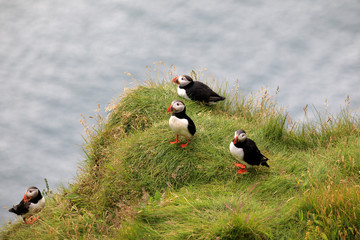 Vik / Iceland - August 15, 2017: Puffins at Dyrholaey promontory, Vik, Iceland, Europe