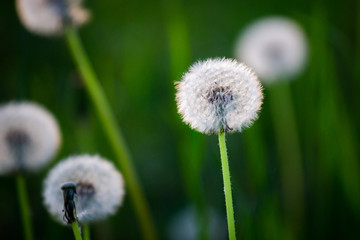 Dandelion close up macro photo with depth of field.