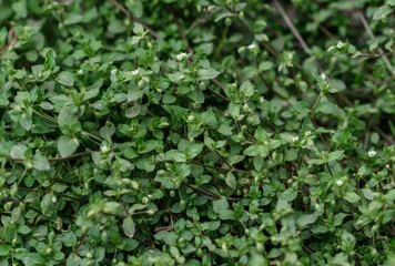Fototapeta na wymiar texture background with green plants