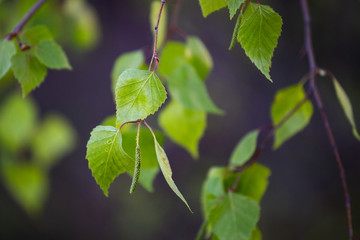 Close up macro photo from Birch leaves and it's flower.
