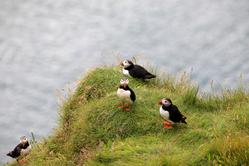 Vik / Iceland - August 15, 2017: Puffins at Dyrholaey promontory, Vik, Iceland, Europe