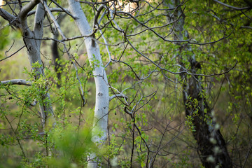 Amond spring trees before sunset.