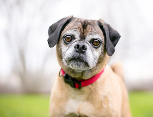 A Pug x Beagle mixed breed dog, also known as a 