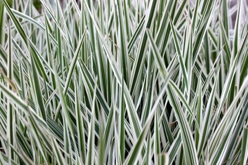 abstract, air, atmosphere, background, beautiful, beauty, blue, bright, brightly, clear, climate, cloud, cloudiness, cloudscape, cloudy, color, cumulus, day, design, environment, fluffy, front, heaven