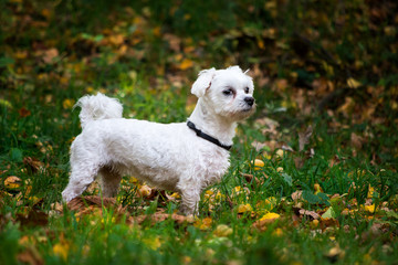 Maltańczyk © Sebastian