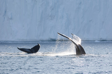 Fototapeta premium Wale