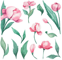 Collection of hand drawn watercolor floral elements. Blooming peony bud