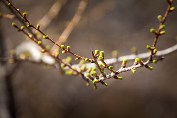 Nature waking up after a long winter