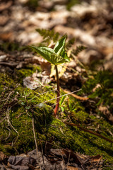 Nature waking up after a long winter