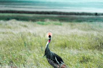 Birds wildlife of Africa