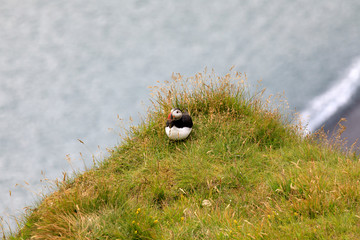 Vik / Iceland - August 15, 2017: Puffins at Dyrholaey promontory, Vik, Iceland, Europe