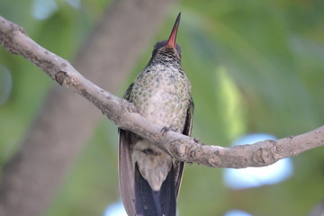 colibri © roselosfoto